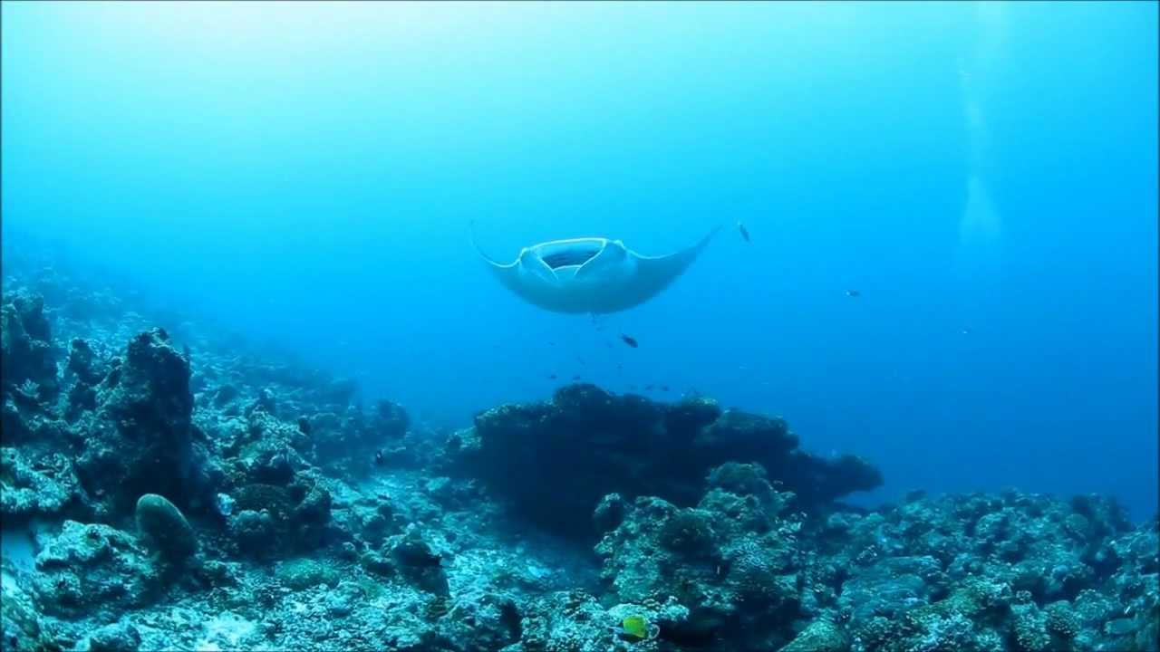 Underwater World Maldives