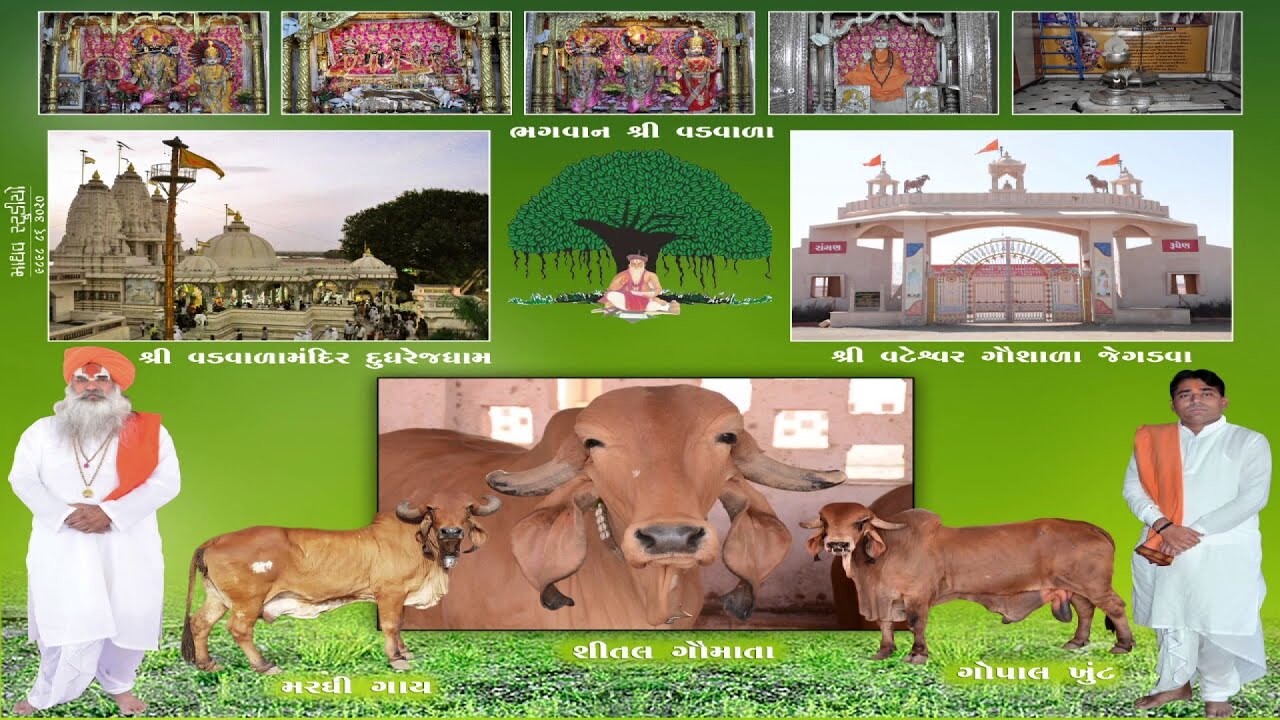 श्री कनीराम बापु नी अति प्रिय शितल गाय माता ''गौलोक''  पु.बापु चोधार आँसूए आपी समाधि