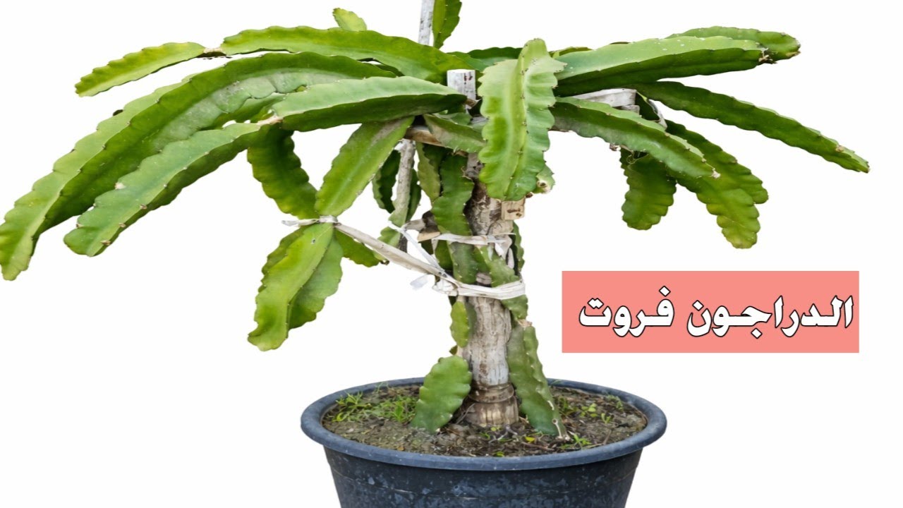 أشكال مختلفة و مبتكرة لدعامات الدراجون فروت 