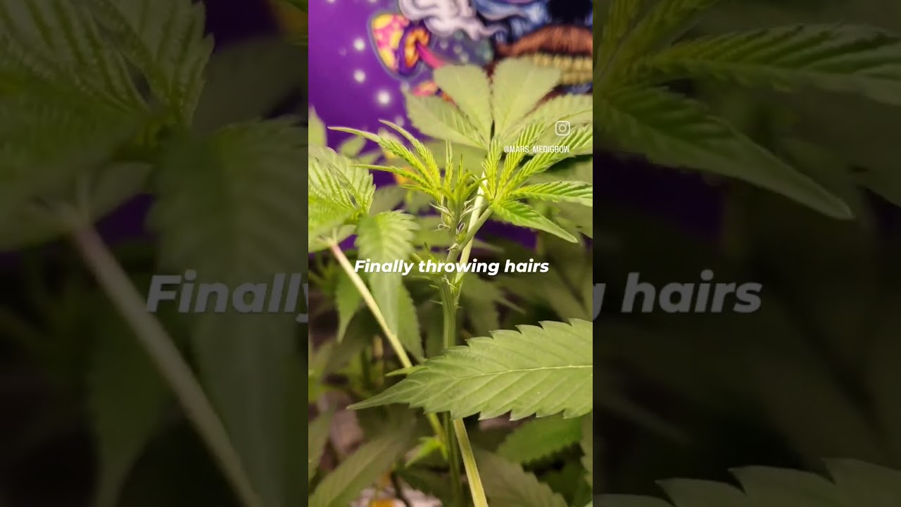She's throwing hairs! This #cookiedawg has just taken off and I can't wait to see her fill in.