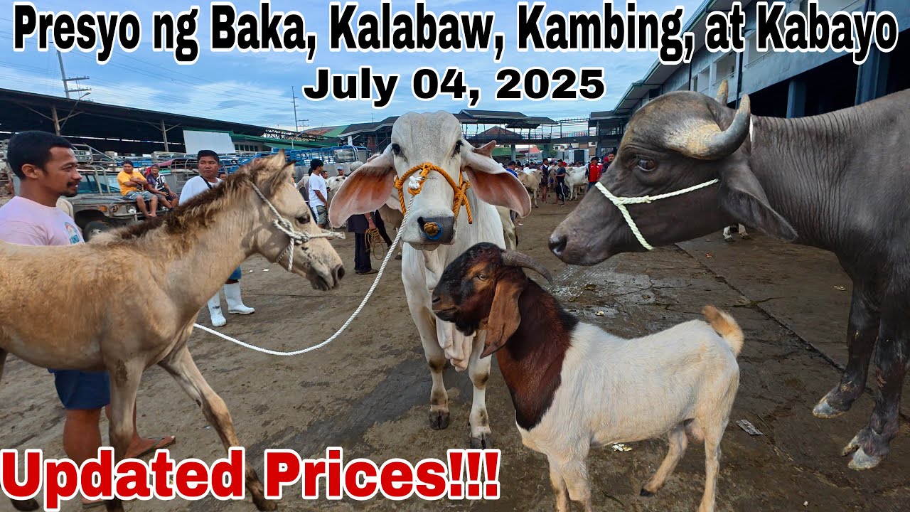 July 04, 2025 Bentahan ng Baka, Kambing at Kalabaw sa Padre Garcia Batangas