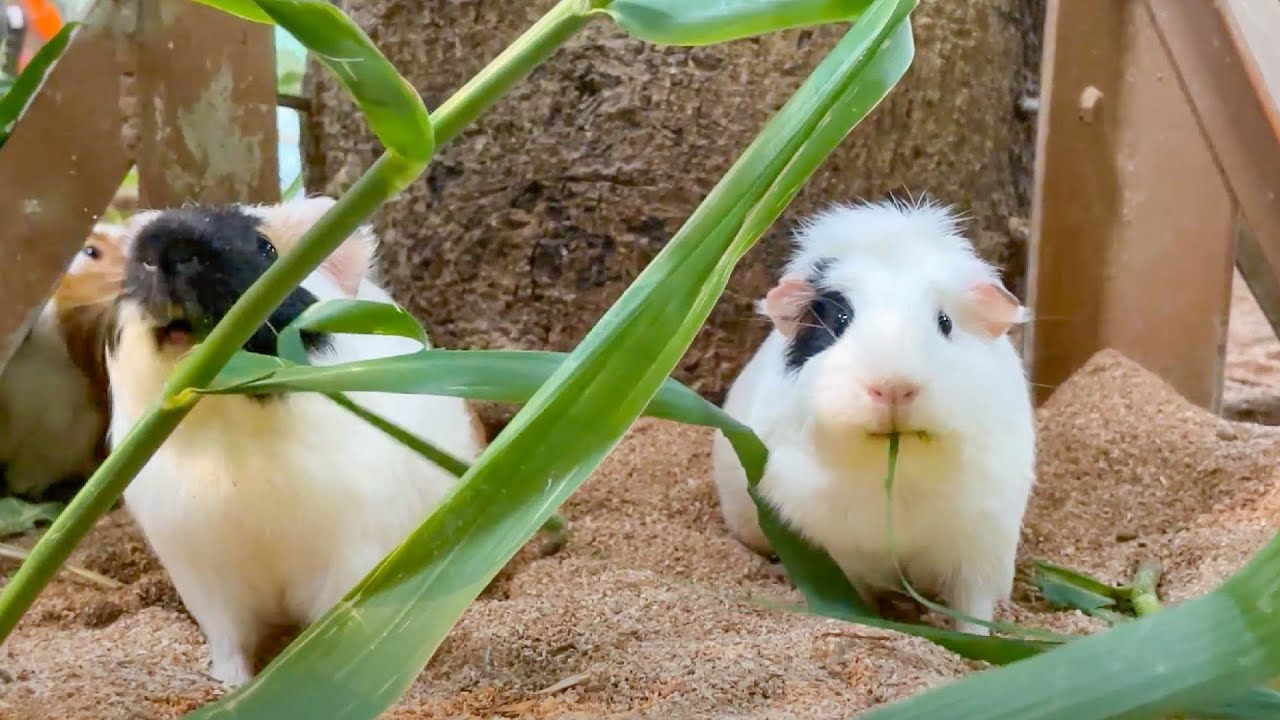 モルモットハウスをエサでいっぱいにしてみた