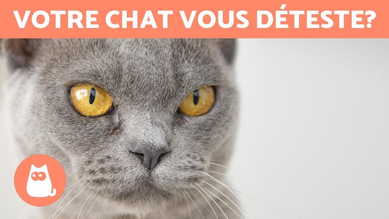 5 signes qui indiquent que votre chat vous déteste 😾