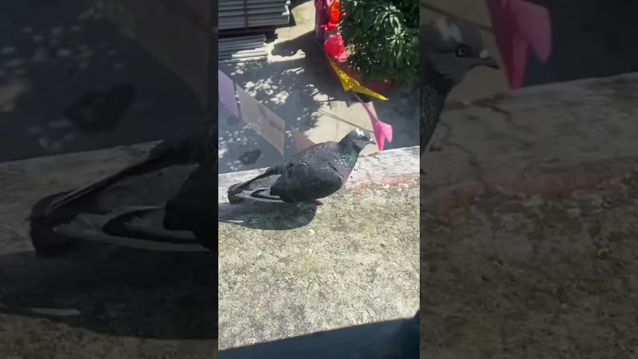 peaceful pigeon playing and flying