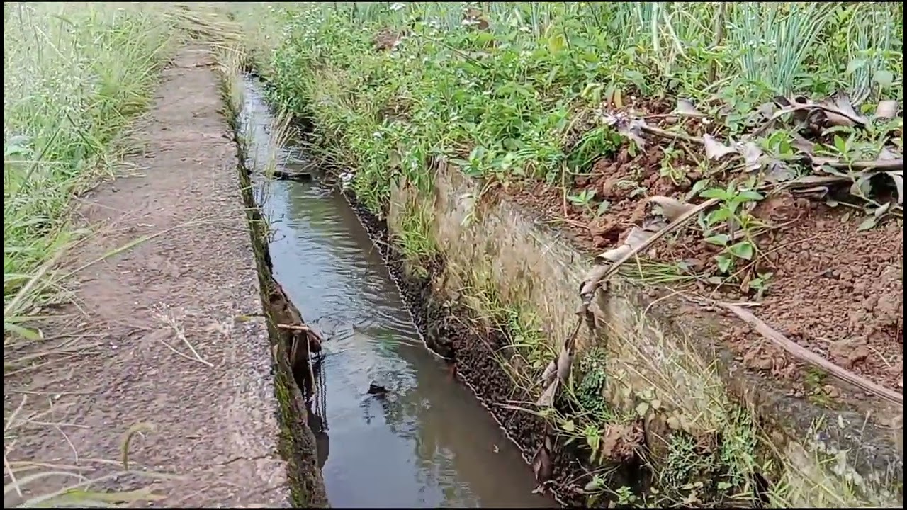 Panen padi yang masih tradisional 