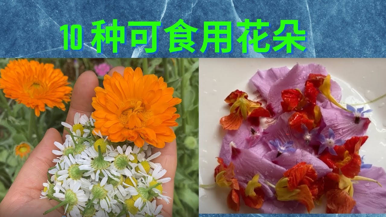 可食用花朵：院子里10种常见的可食用花朵介绍 10 edible flower