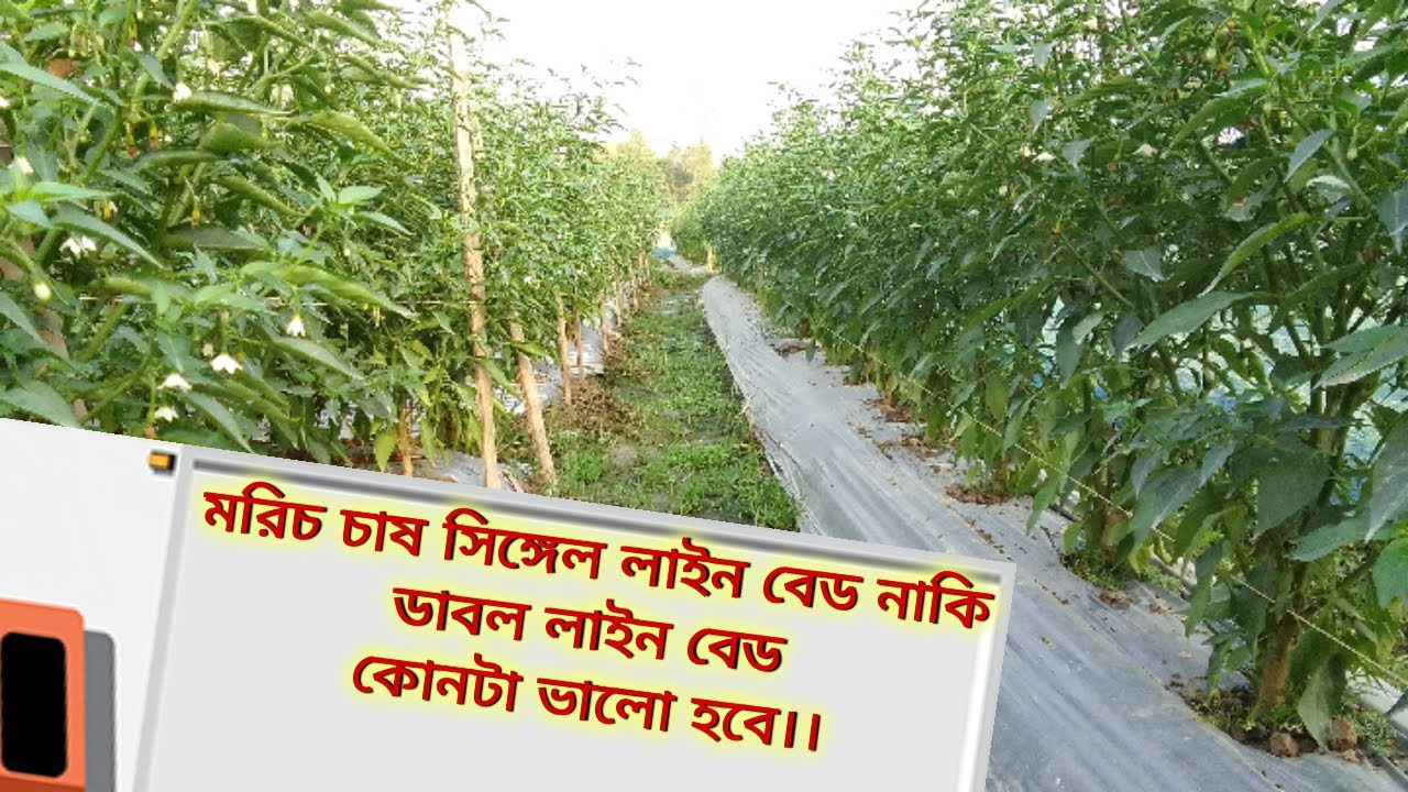 মরিচ চাষ সিঙ্গেল লাইন বেড নাকি ডাবল লাইন বেড কোনটা ভালো হবে।।#মরিচ