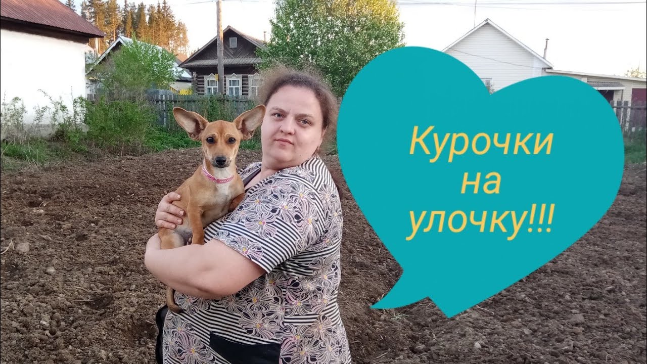 Работа не заканчивается! #выгулдлякур#пахота#кошачьяохота#мейн-куннаохоте#гусята