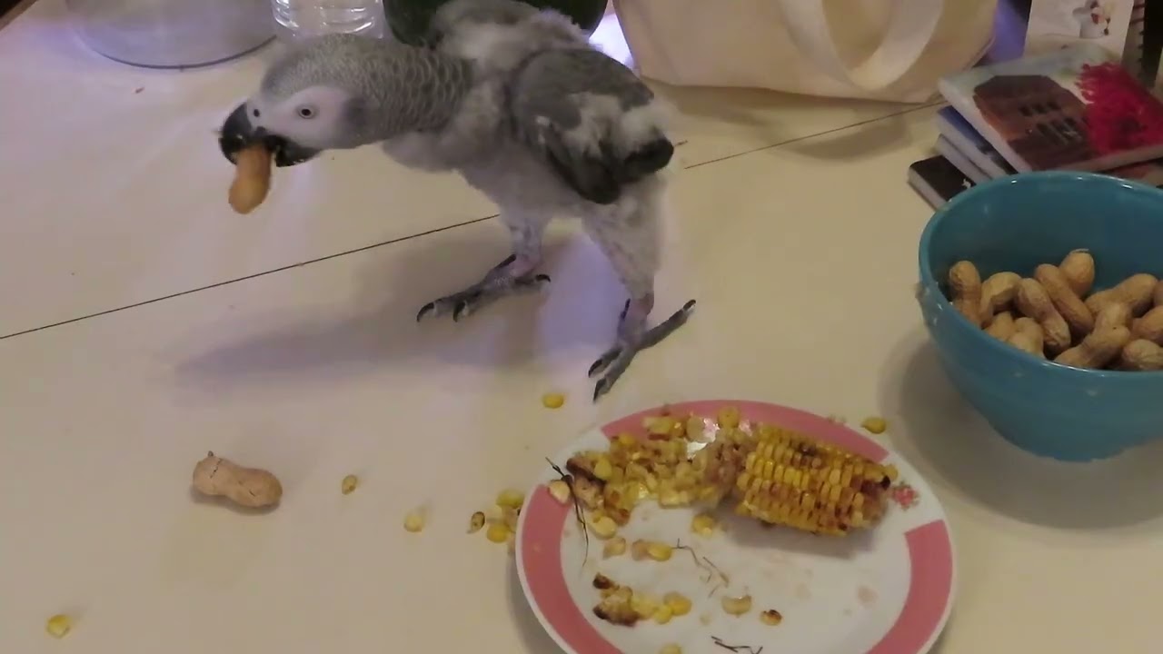 Corn Everywhere! Griffin’s Messy Snack Time 🌽🐦
