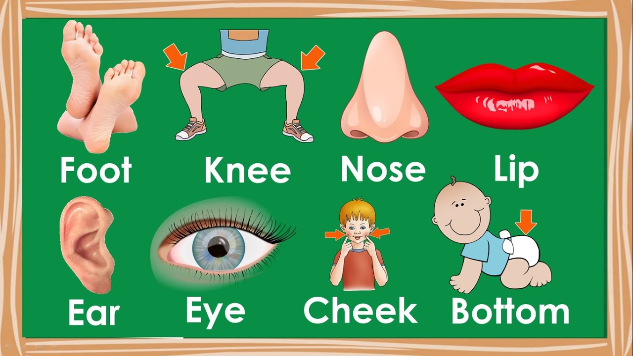 Dạy bé học từ vựng tiếng anh với các bộ phận trên cơ thể người - Thanh nấm