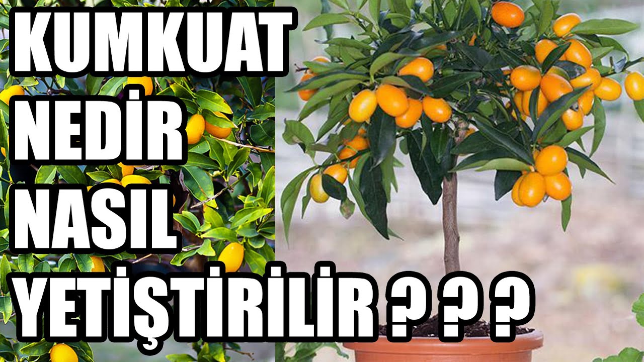 Kumkuat (KAMKAT) Nedir? Bakımı, Sulanması, Toprak Karışımı Nasıl Olmalı ?