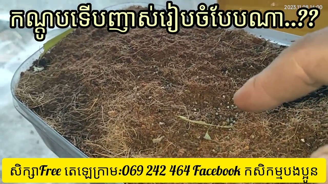 ការចិញ្ចឹមកណ្ដូប 004(កូនកណ្ដូបទើបញាស់គួររៀបចំបែបណាទើបត្រឹមត្រូវ?)សិក្សាFree តេឡេក្រាម:069 242 464🙏💜🦗