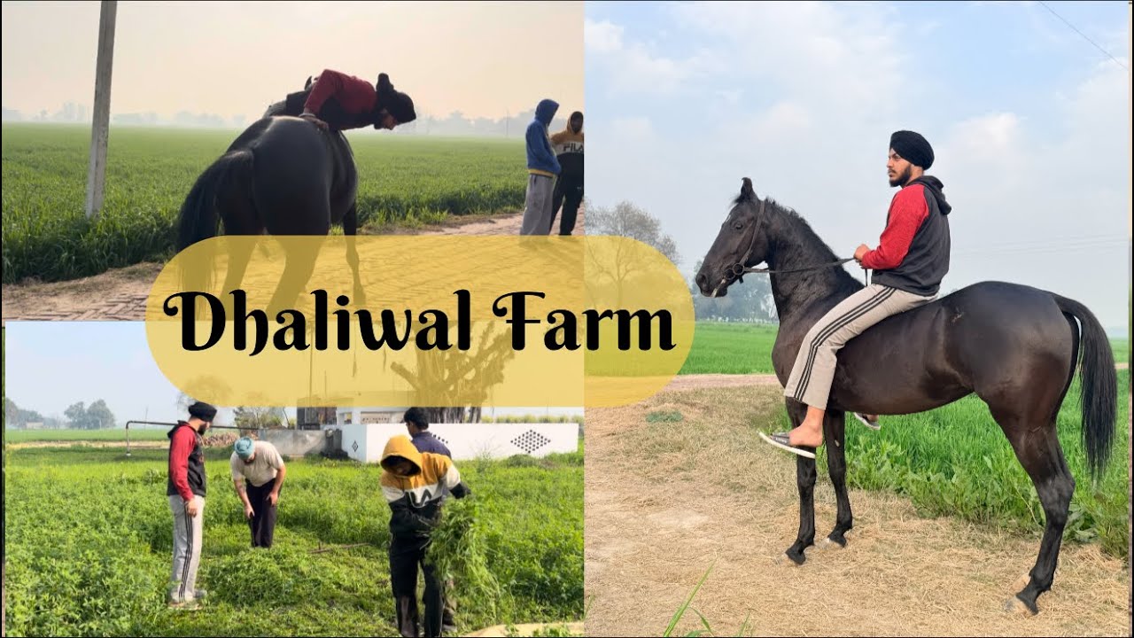 ਅੰਬਰ ਤੇ ਕੀਤੀ ਸ਼ਾਨਦਾਰ ਸਵਾਰੀ 🐎 | ਵੱਡੇ ਪਸੂਆ ਲਈ ਤਾਜ਼ੇ ਪੱਠੇ 🌾 | Farm Life Vlog