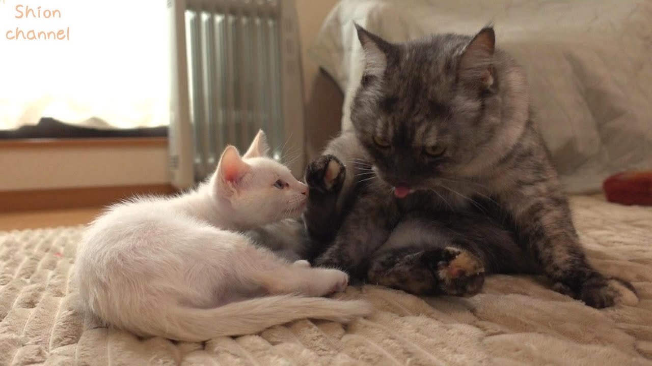 【生後54】先住猫を本当の母猫だと思って甘える子猫たち