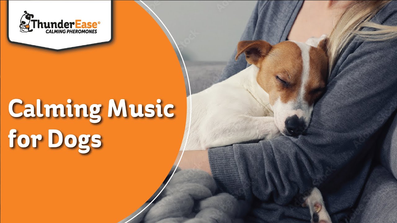 One Hour Of Calming Music for Dogs by ThunderEase®
