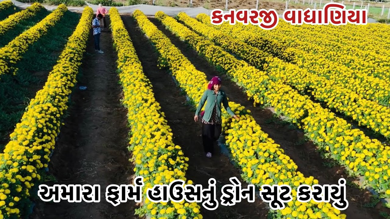 અમારા ફાર્મ હાઉસનું ડ્રોન સુટ કરાયું#vairalvideo #farming #p_k_vadhaniya