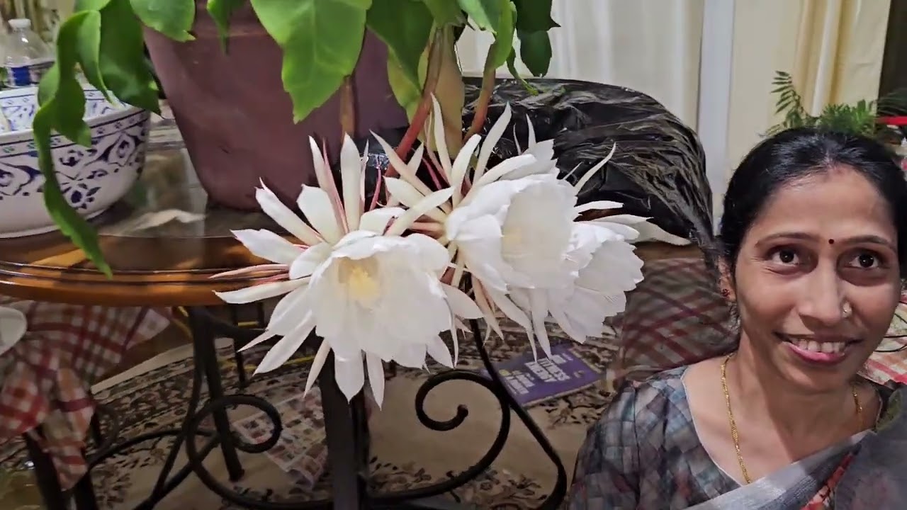 Brahmakamalam Blooming at my home 2023