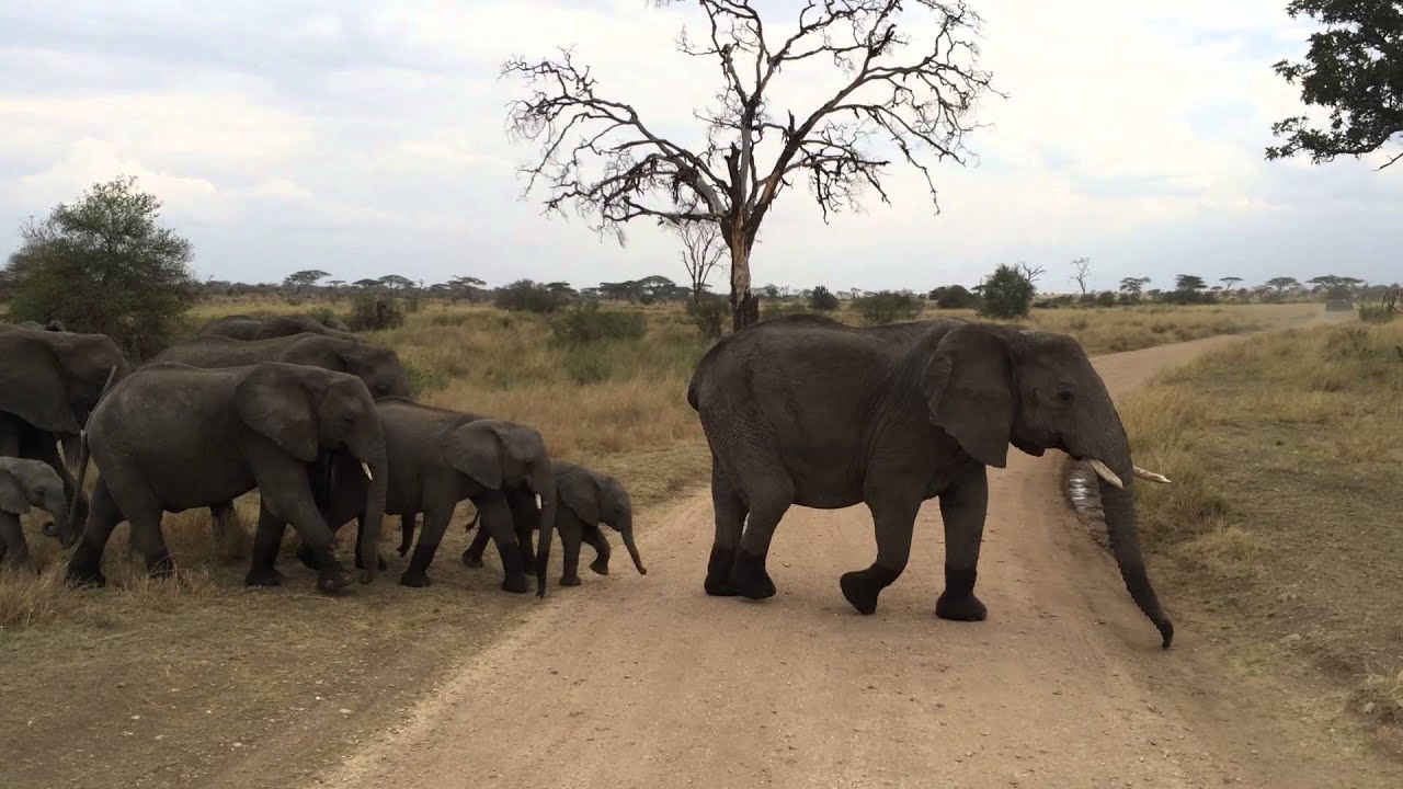Serengeti:  elephant herd crossing road