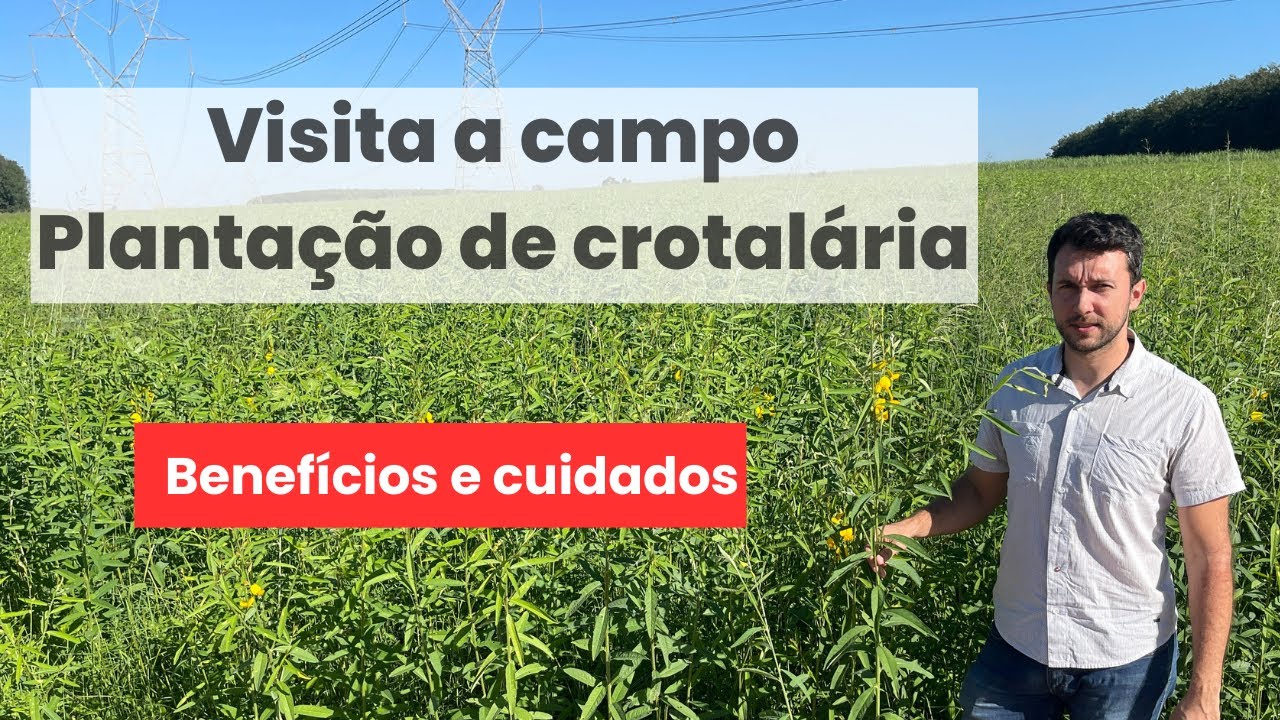 Plantação de crotalária: VISITA NO CAMPO