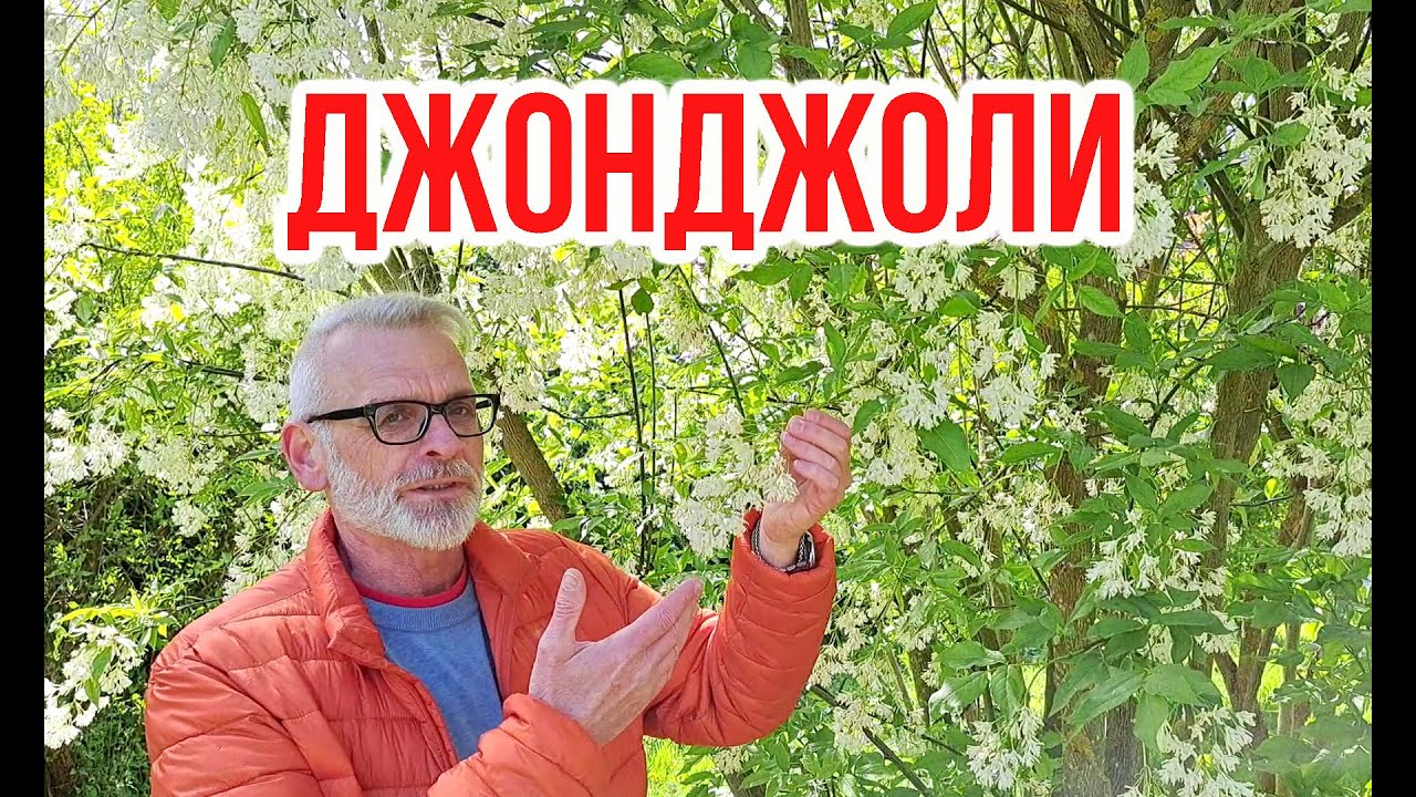 Клекачка колхидская (Staphylea colchica) Сьедобная красота / Игорь Билевич