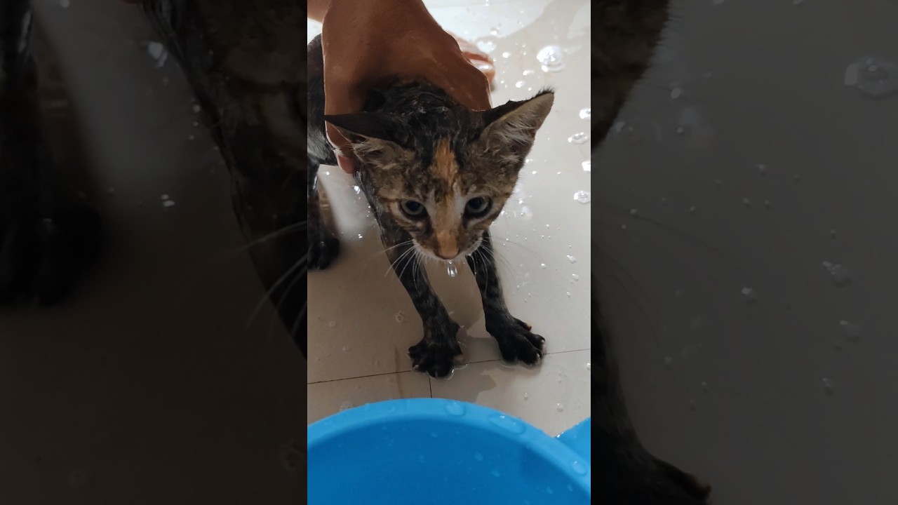 First bath for street kitten 🐈🐾 