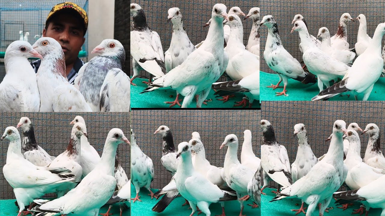 Andhra kalsira Lalsira o kalngka Bedy Sell❤️#pigeon #kabutar #YouTubevedio#viralvideo 