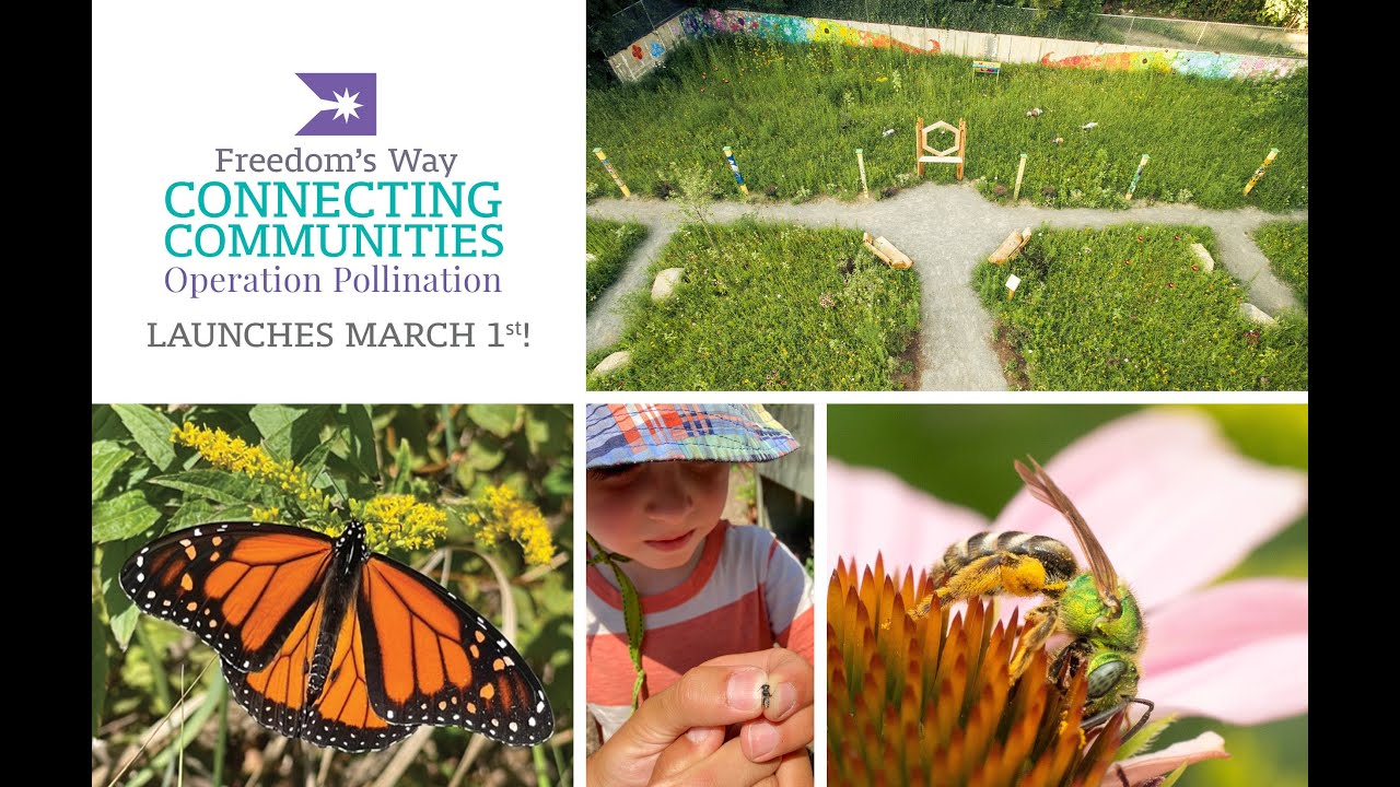 Creating Pollinator Habitat with Farm Bill Conservation Programs
