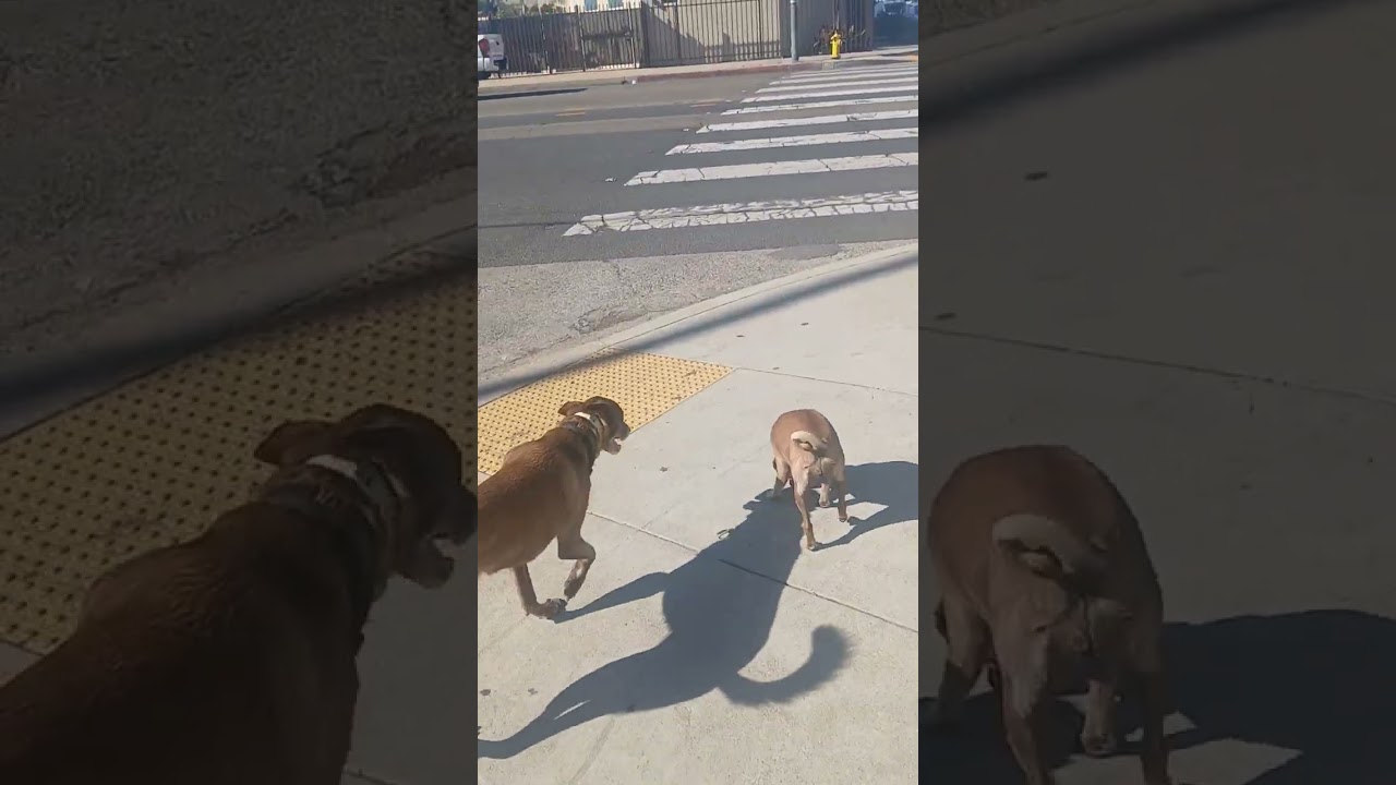 Making all the dogs bark...(Mary Jane & Miss Dinky)