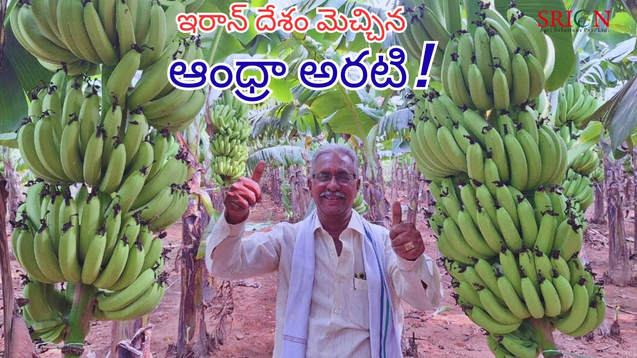 ఇరాన్ దేశం మెచ్చిన ఆంధ్ర అరటి ! |Banana |Arati |ExportToIran |FarmerPride |SaveSoil |Nature |Srion |