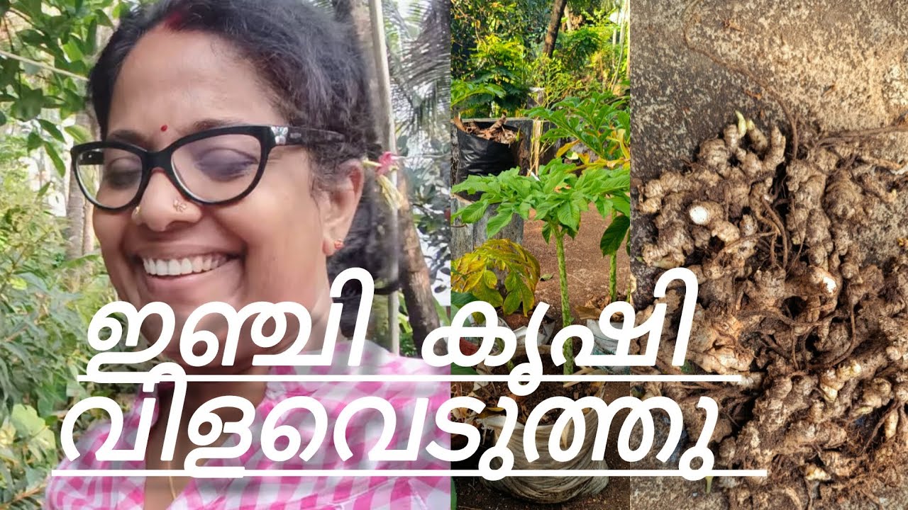 ഇഞ്ചികൃഷി വിളവെടുത്തു @Achinthyaaprasadfamilyvlog #Ginger krishi#Daily Vlog #Terrace krishi#