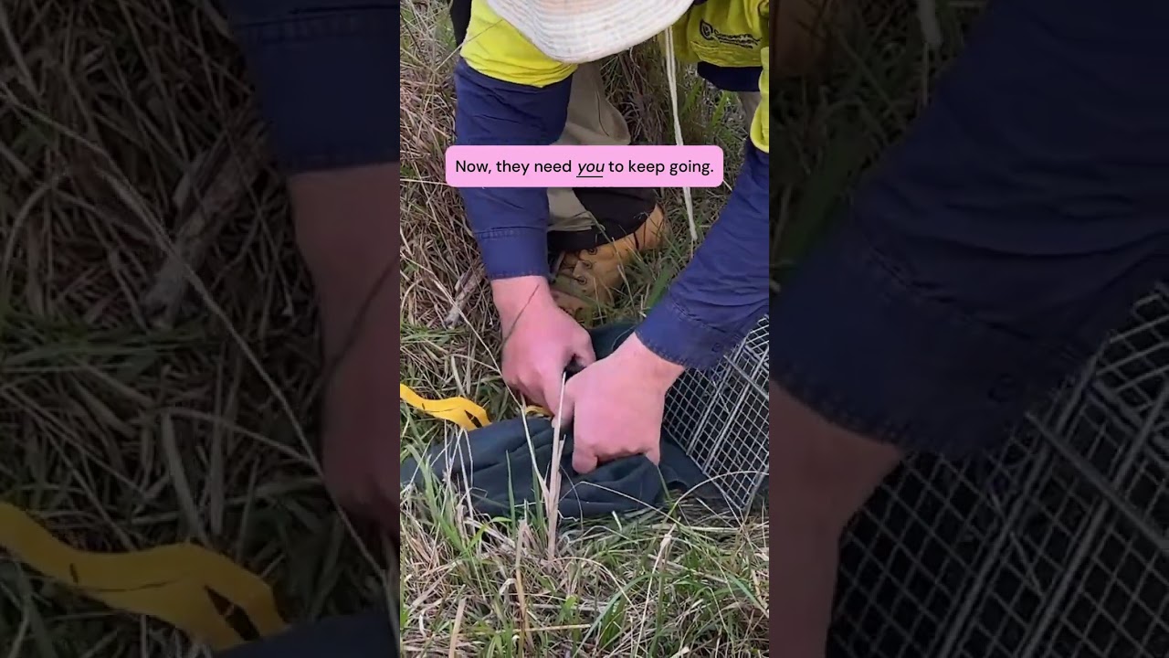 Safeguard a bandicoot & donate! 🤝