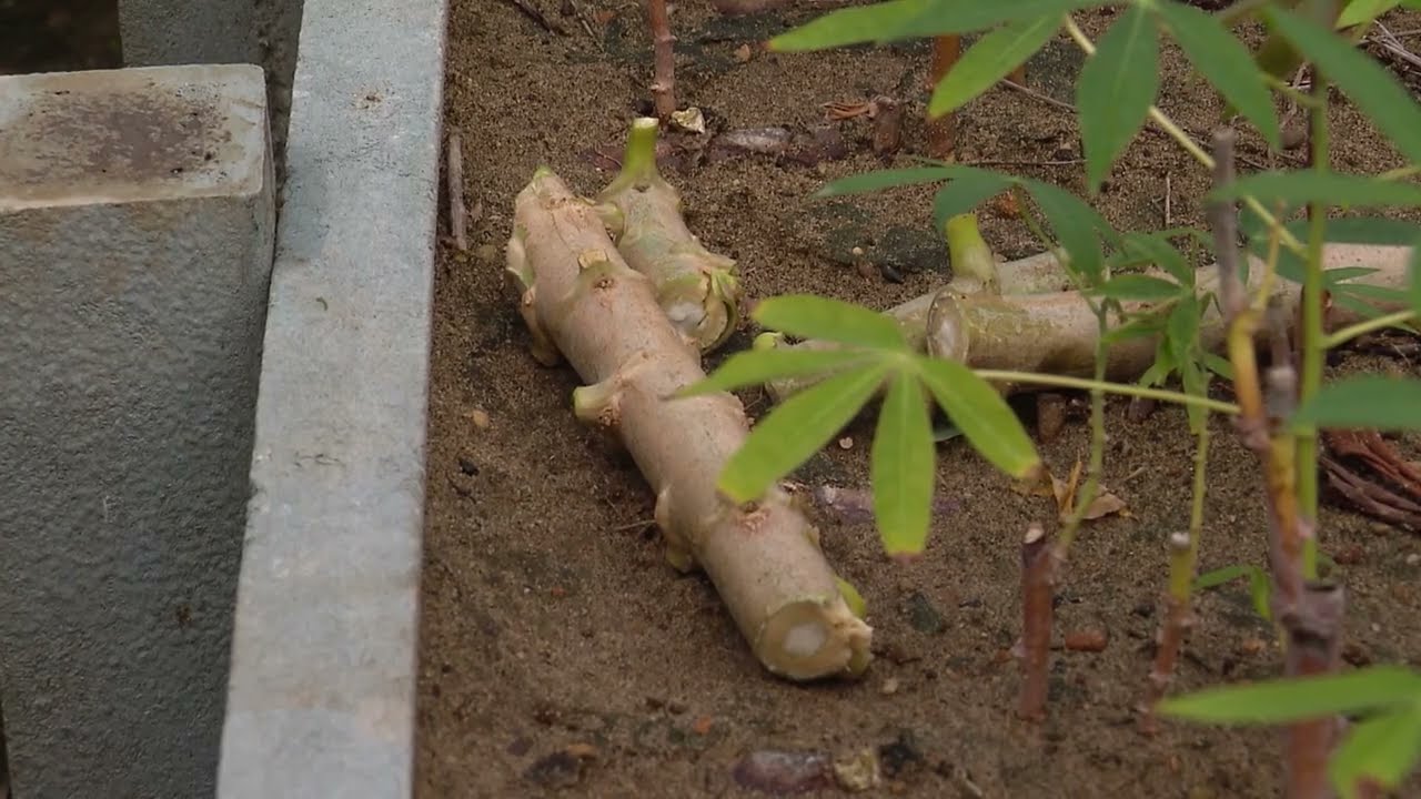 TÚNELES DE MULTIPLICACIÓN DE SEMILLA DE YUCA - La Finca de Hoy