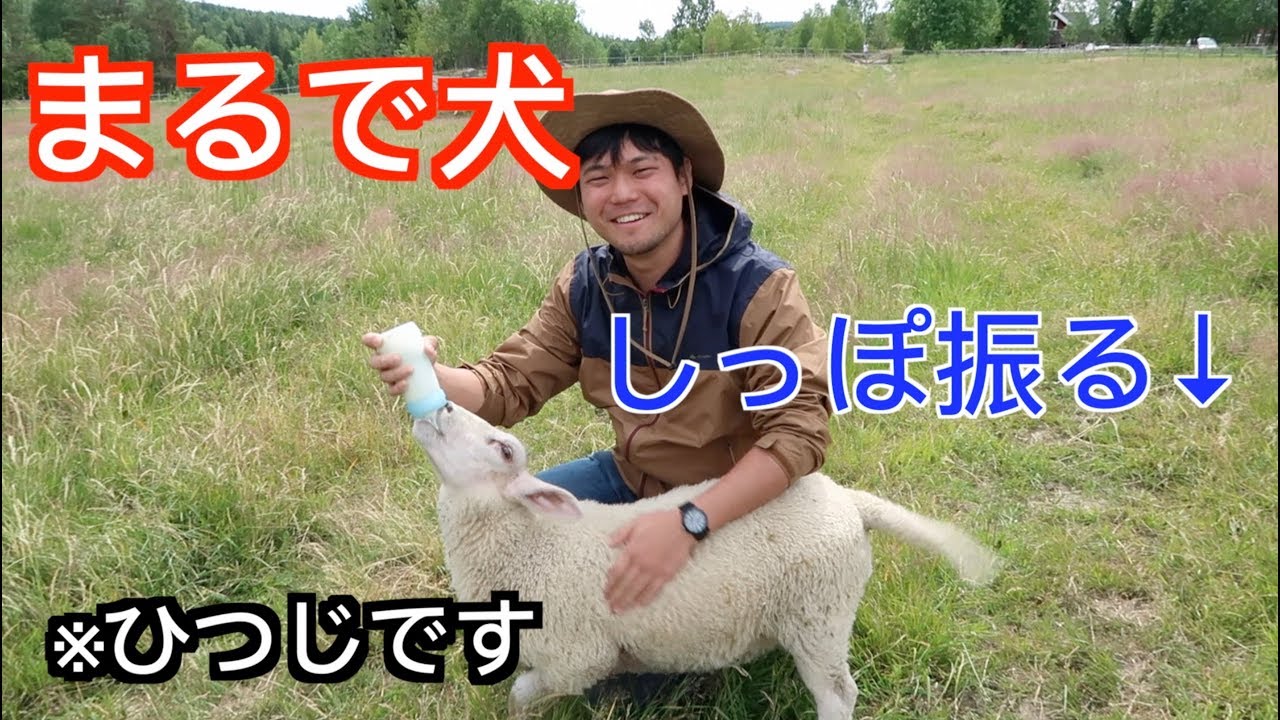 ノルウェーで見つけた赤ちゃん羊（ひつじ）が可愛すぎるｗｗ人生に疲れたら見るべき