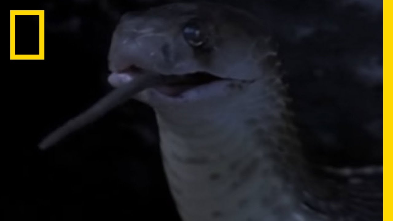 Cobra Devours Rat | National Geographic