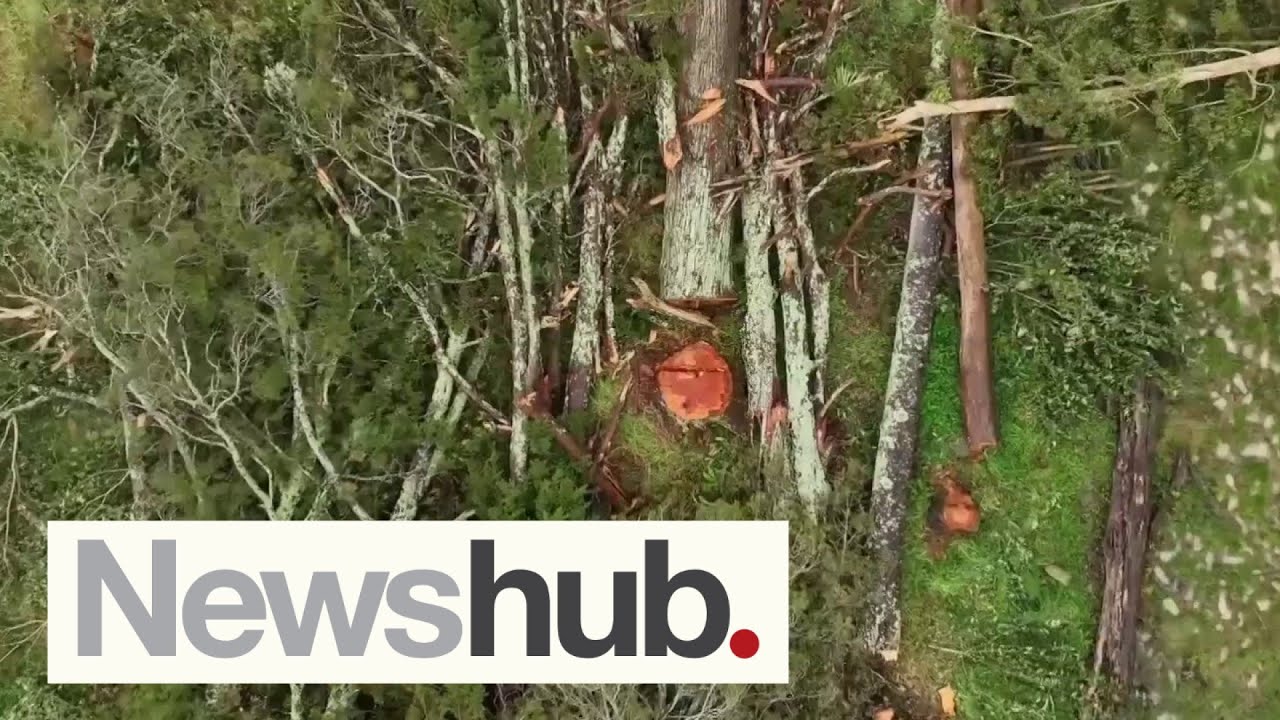 'Absolute disgrace': Outrage as 1600sqm of native trees axed, approved by Auckland Council | Newshub