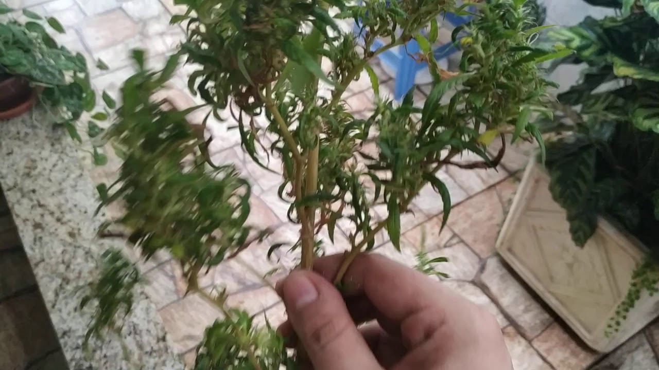 Prenseed - planta colhida (v&iacute;deo extra) #23