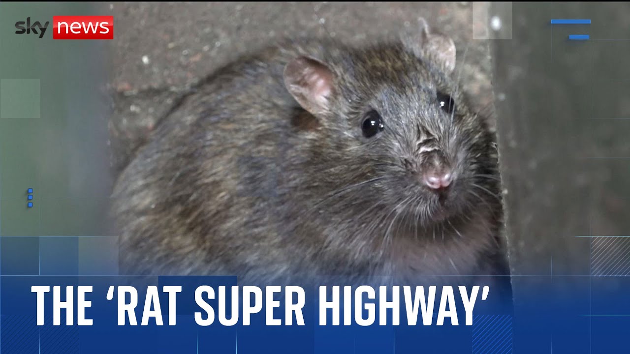 'It's awful': The streets of Birmingham where residents are battling 'rat super highway'