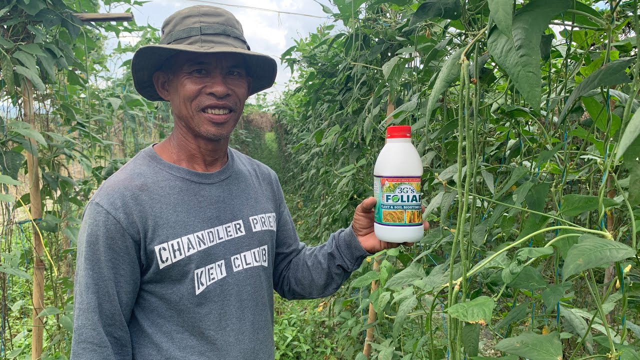 Sitaw na ginamitan ng 3GS foliar to ang naging resulta sa kanyang tanim na sitaw ka Dante Domingo 👉