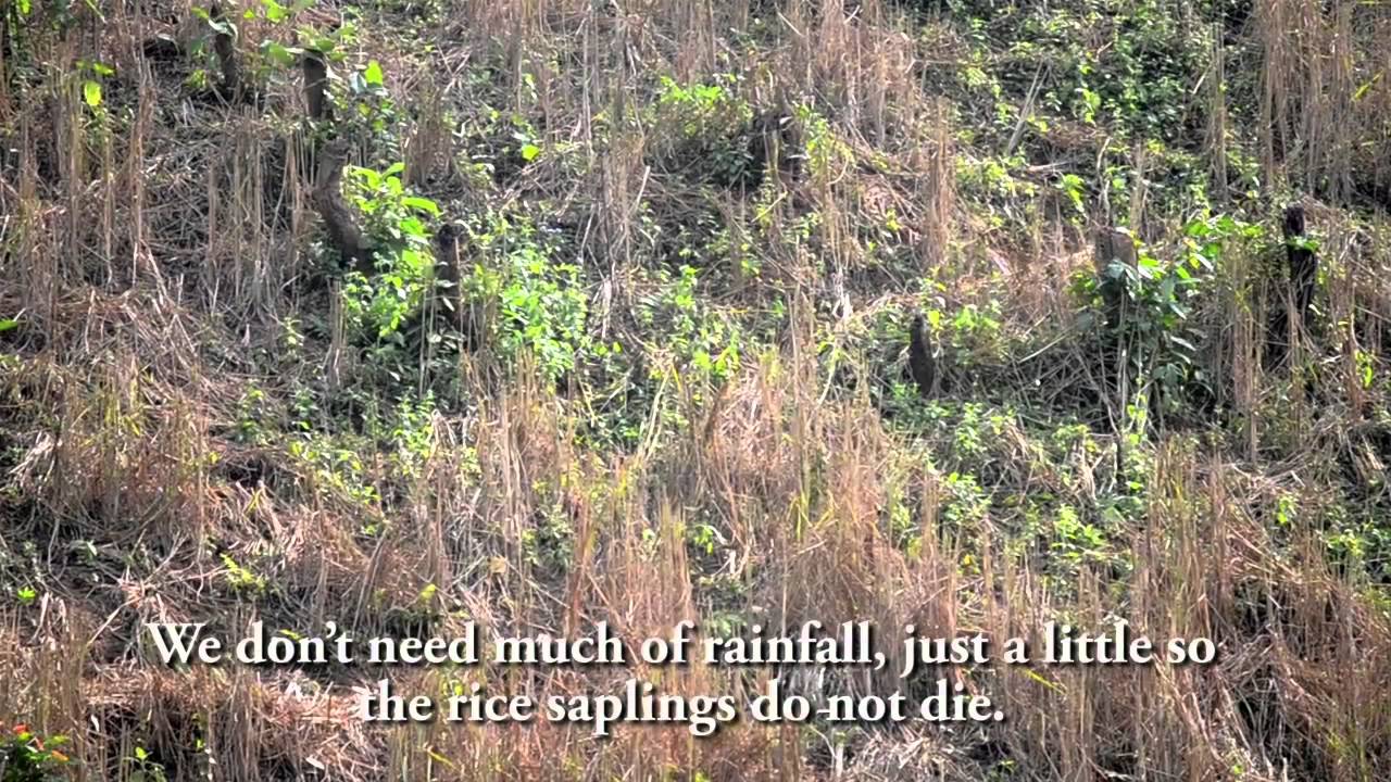 Jhum farming and climate change
