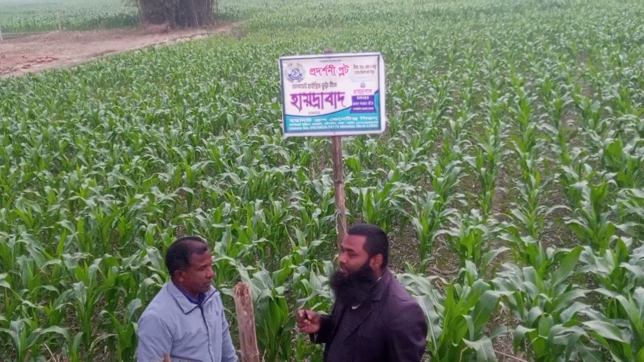 হাইদ্রাবাদ ৫০H৫৫ ভুট্টা বীজ