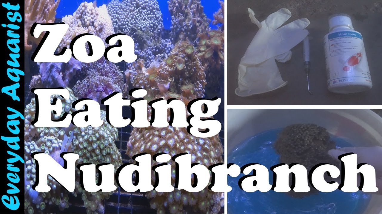 Zoa Corals Closed? | Treating Zoanthid Coral Eating Nudibranchs