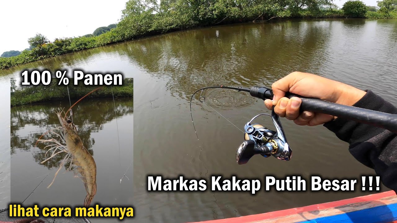 Surganya Mancing Kakap Putih, Baru Lempar Langsung di Sombar, Muara Gembong🔥