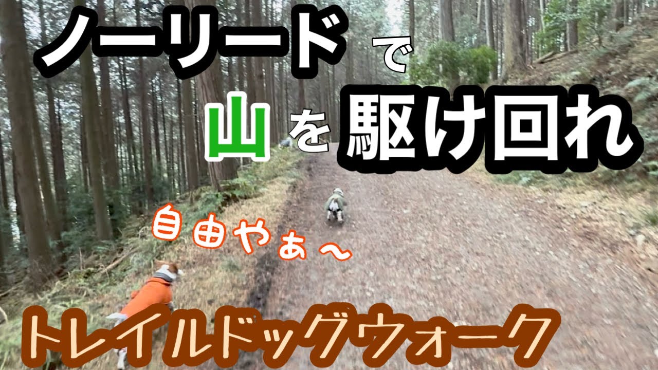 山を縦横無尽に駆け回れ!!トレイルドッグウォーク