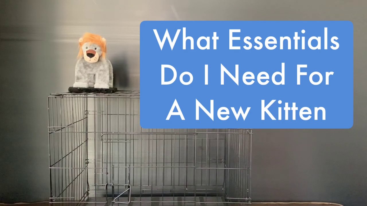 What essentials do I need for a new kitten and cat ?