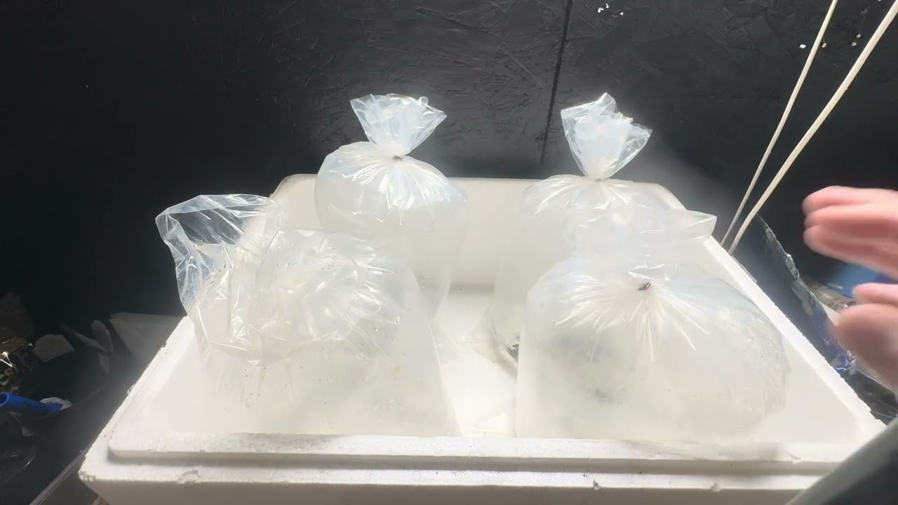 What did we pick up this Time..