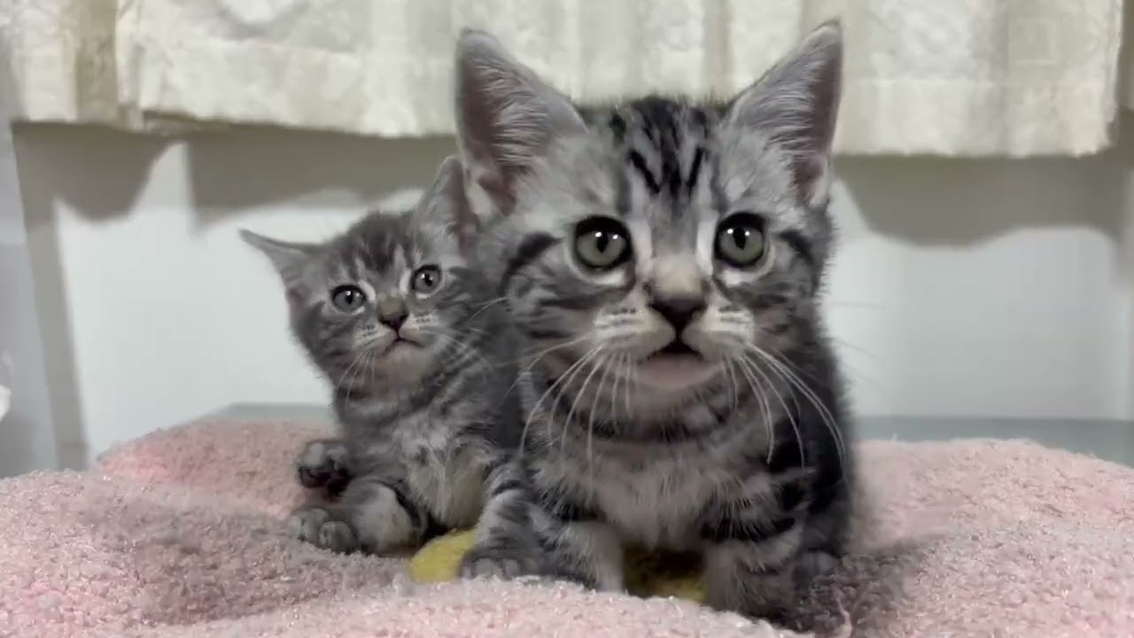 アメショ　コマベビー2匹