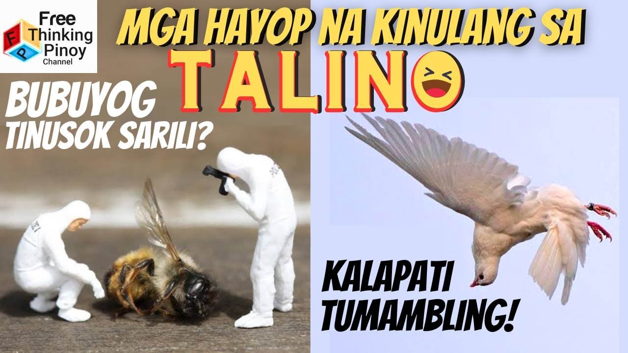 Hayop na Kinulang ng Skills | Kalapati na tumatambling at Bubuyog na nag tinusok ang sarili