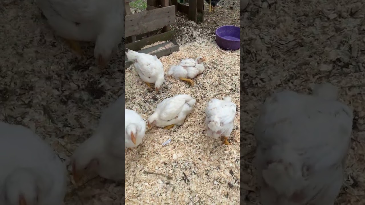 Meat birds in a coop? #nochickentractorneeded