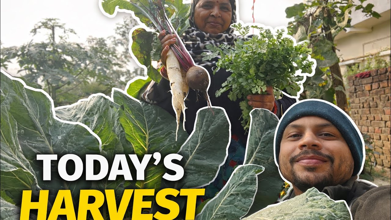 Morning Harvest from My Backyard Garden | @RanvijayUncut