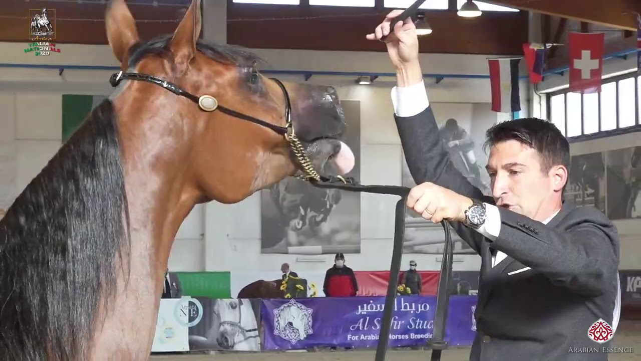N 6 VA ELEGANZA   Italian Nationals 2020   San Giovanni In Marignano   Yearling Fillies Class 1A